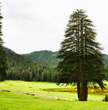Panch Pandav Tree